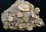 Large Dactylioceras Ammonite Cluster - Germany #8829-5